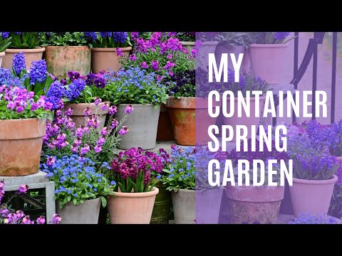 My container spring garden ... with pansies, violas, hyacinths and erysimums