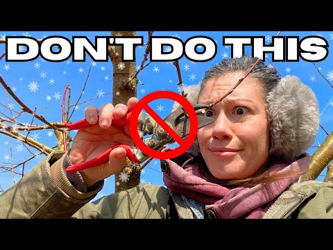 You're (Probably) Killing Your Fruit Trees | Winter Pruning