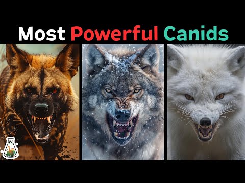 10 Most Powerful Canids on Earth