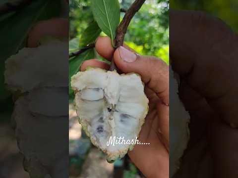 Satya dreams chaser#naturelifestyle# kitchen gardening #organic custard apple...