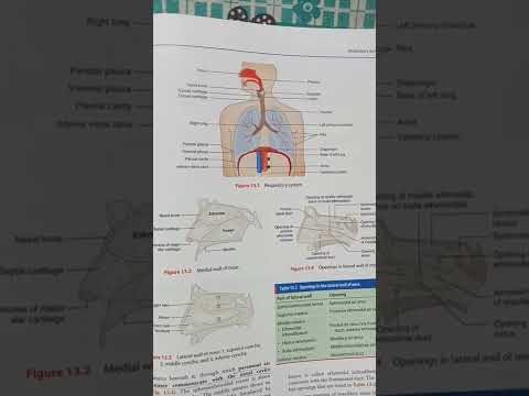 Diagram of Human Respiratory system #nursingstudent#youtubefeed#viralvedio#youtubeshorts#shortsfeed