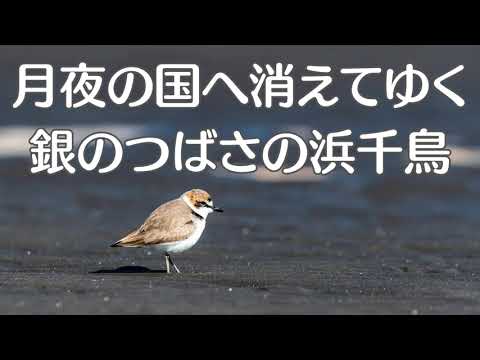 浜千鳥　日本の歌　童謡