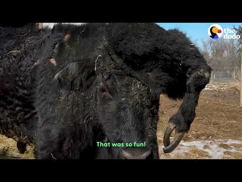 Cow Has A Fifth Leg On His Head That Saved His Life | The Dodo