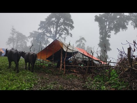 Most Peaceful Relaxing Nepali Mountain Village shepherd Lifestyle |Living With Close Naturel