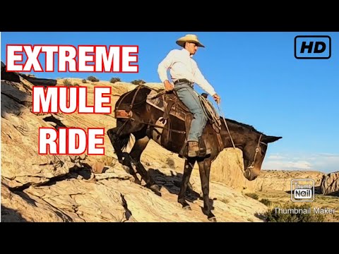 MULE RIDING LIKE YOU HAVE NEVER SEEN!