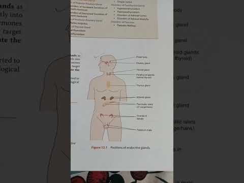 Position of endocrine glands #viralvedio #shorts #reelsfeed #youtubefeed #tobeanurse