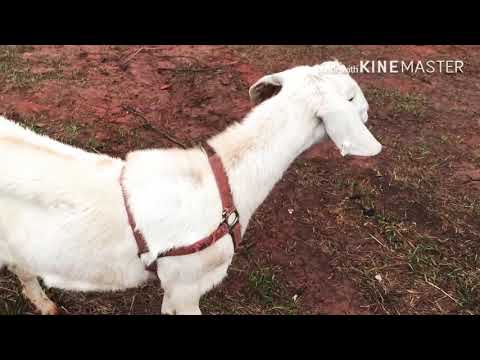 Dog + Goat + minor injury = a glance into the daily moments now at main meadow sanctuary