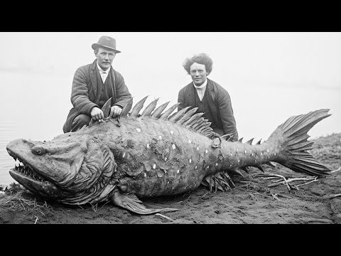 Last Photos of Extinct Animals Caught on Camera