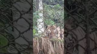 A tiger in Darjeeling Zoo.