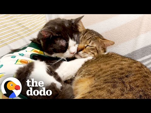 Cat Who Couldn’t Be Alone OR Around Anyone Finds A BFF | The Dodo