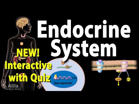 NEW: INTERACTIVE with Quiz: Endocrine System Overview, Animation