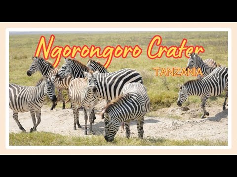 4K | Bucketlist Ngorongoro Crater | Our First Safari | Ngorongoro Lodge Melia Collection