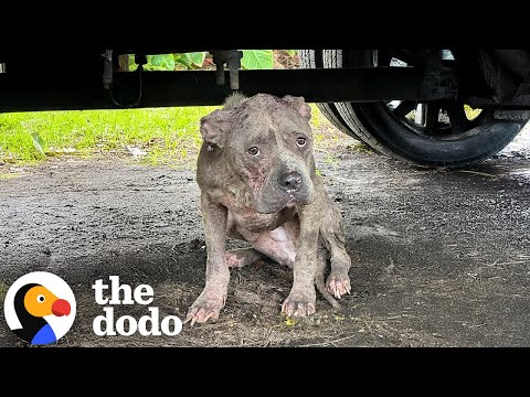 Skinny Stray Pittie Shows Up On Woman's Doorstep During Hurricane | The Dodo