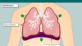 Animation showing normal breathing