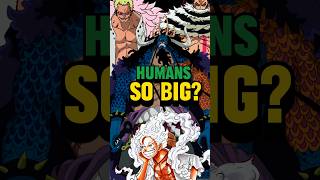 Why are One Piece Humans so Big? #onepiecetheory