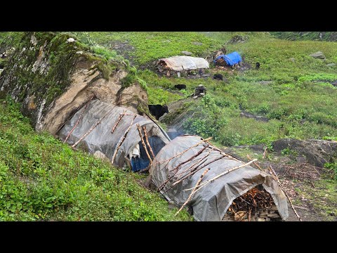 A Day in The Life of A Nepli Shepherd | Nepali Himalyan Shepherd Migration | Shepherd Life in Sumer