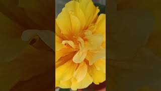 #terdingvideo #shortsviral #subscribe #flowerlover