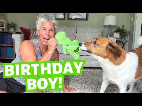 The Best Doggie Birthday Ever!  Celebrating Pollux Our Beloved Rescue Dog