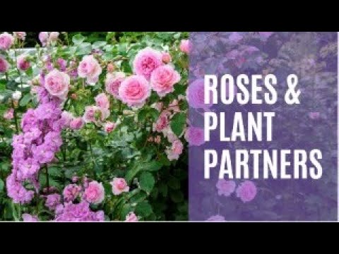 Roses and plant partners