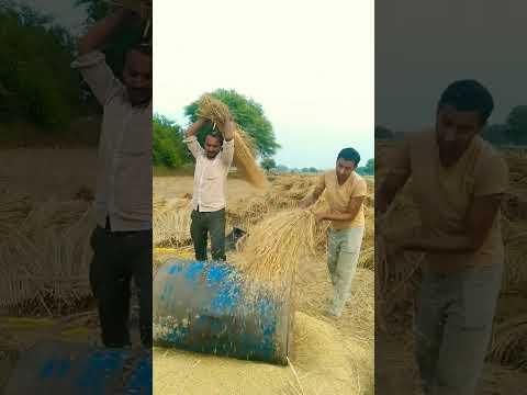 Khet Na DeKha Kabhi Dhan Ka 🙏 #trending #villagelife #youtube #new #shorts #video