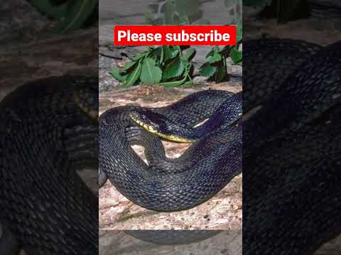 snake watsapp status #short#shortvideo #shorts