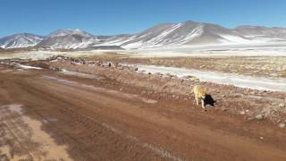 Zorro San Pedro Atacama