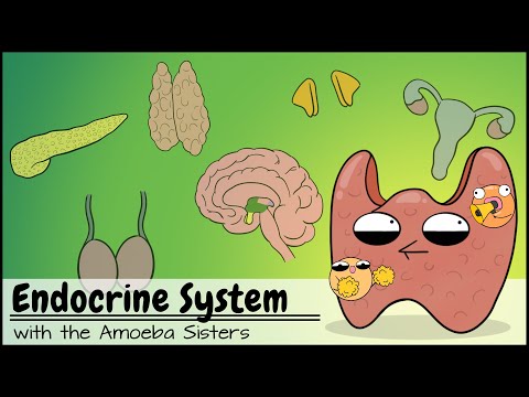 Endocrine System