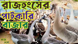 উত্তরবঙ্গের সবচেয়ে বড় রাজহংসের হাট,দামও তুলনামূলক ভাবে অনেক কম ।Raaz Agro