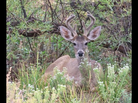 Wildlife camera along west Turkey Creek and a water tank Chiricahua Mountains  south east Arizona