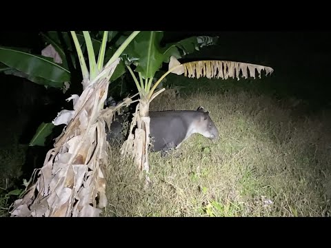 Tapir at Night