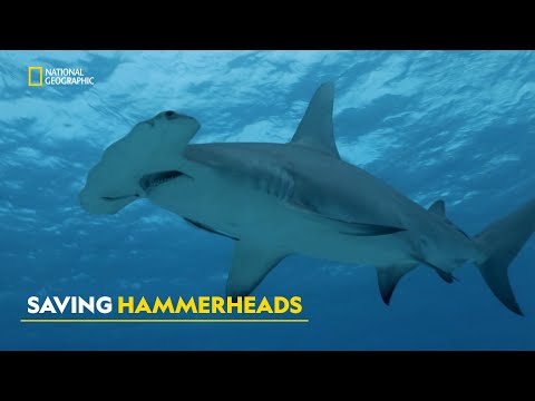 Sharks of the Bahamas | Zeb's Big Fish | हिंदी | Full Episode | S1 - E3 | Nat Geo