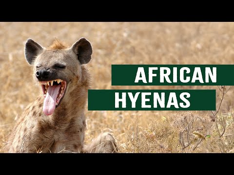 Vicious Hyenas Attack Their Prey: The Ultimate Apex Wild Dog