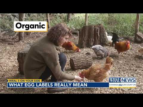 5 On Your Side: What do egg labels really mean?