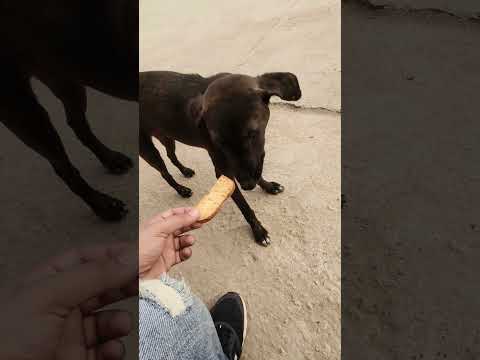 My dog |#doglover #dog #dogshorts #shortvideo