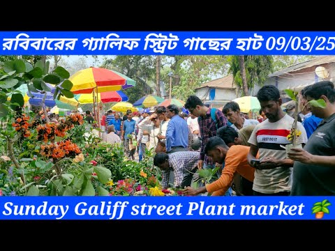 রবিবারের 09/03/25 গ্যালিফ স্ট্রিট গাছের হাটের নতুন কালেকশন/Sunday Galiff street Plant market 🪴