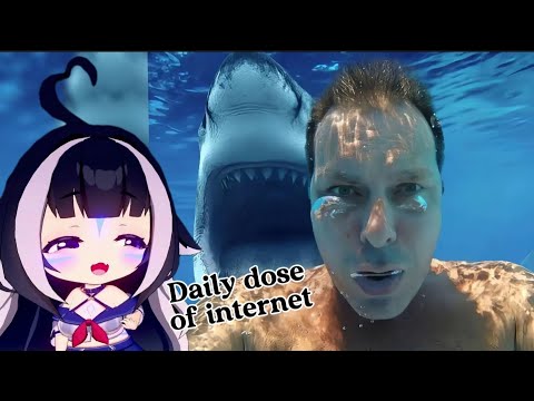 ShyLily react | Daily dose of internet