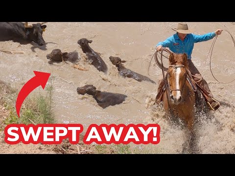 Herding Cattle across a FLOODED River! (GONE WRONG?)