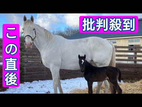 白毛ソダシが初子の牝馬を出産！黒鹿毛で父はイクイノックス「天才とアイドルの子」「かわいい」