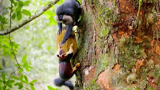 Macaques SLAP Squirrels And Steal Their Food | Primates | BBC Earth