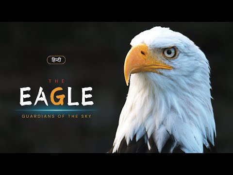 The Eagle - Guardians of the Sky – [Hindi] – Infinity Stream