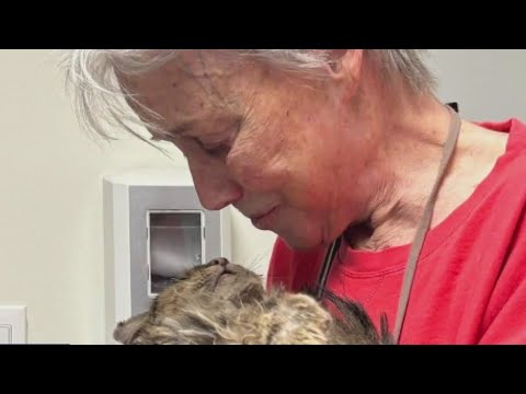 Missing cat found after two months in Palisades Fire rubble