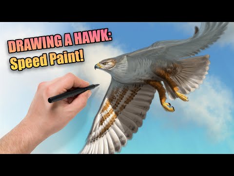 🍿 Ferruginous Hawk Speed Paint | #timelapse #howto