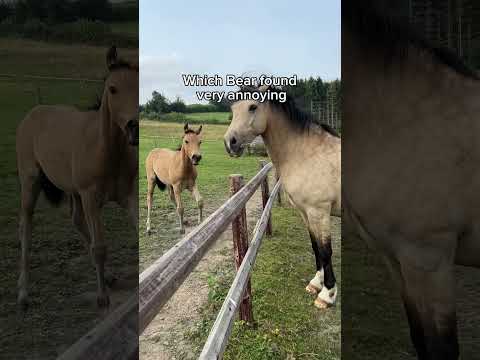 Foal meets horse 😬