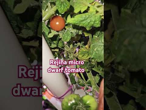 Rejina micro dwarf tomatoes in hydroponics 🍅 #gmgvlog