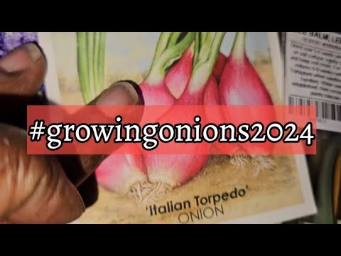 #growingonions2024 @G.W.H.