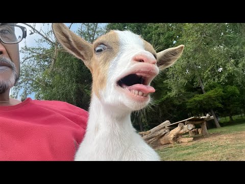 GOATS are the FUNNIEST ANIMALS on Earth 😂