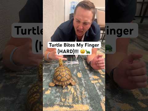 Turtle Bites My Finger (HARD)!!! 😩🐢#shorts #turtle