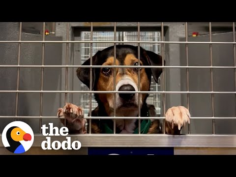 Shelter Dog Has Been Looking For A Family For 6 Years | The Dodo