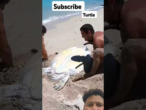 Sea turtle stuck on Remote Beach #turtleisland #turtle #turtlebeach #ocean #turtleshell #seaturtle