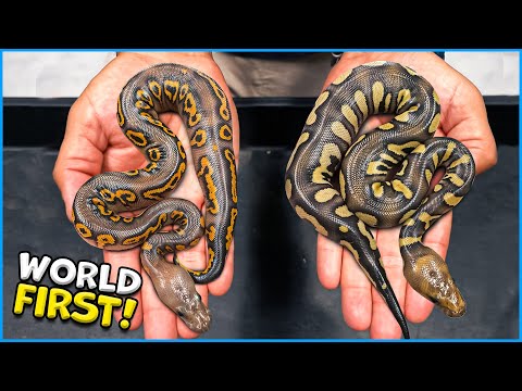 Worlds First Again? Wow Can’t Believe We Hatched These Snakes!